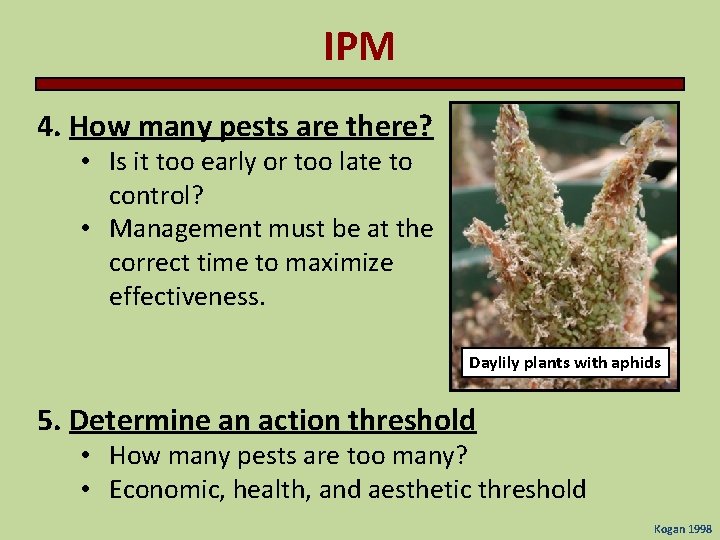 IPM 4. How many pests are there? • Is it too early or too IPM 4. How many pests are there? • Is it too early or too