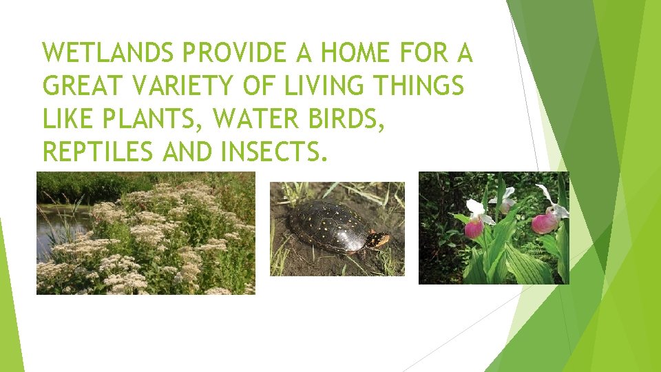 WETLANDS PROVIDE A HOME FOR A GREAT VARIETY OF LIVING THINGS LIKE PLANTS, WATER