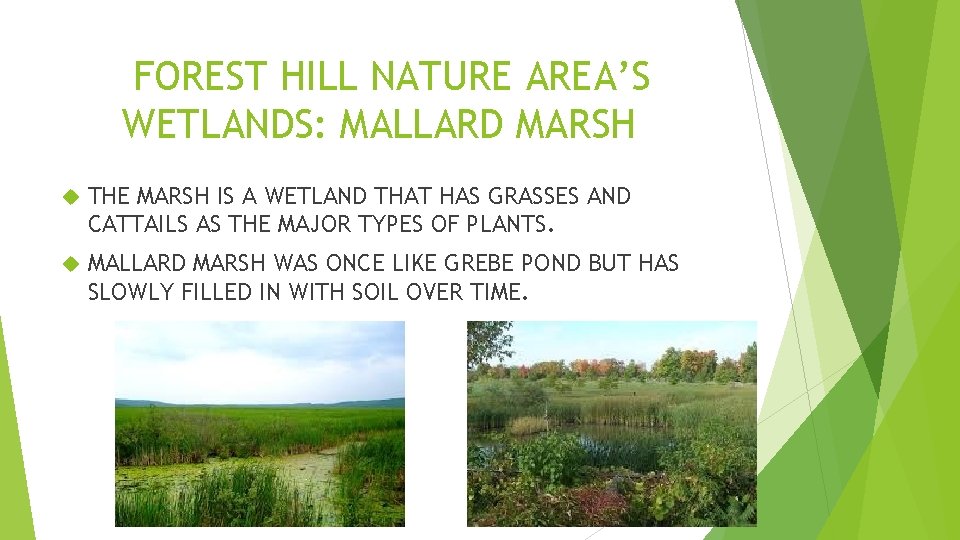 FOREST HILL NATURE AREA’S WETLANDS: MALLARD MARSH THE MARSH IS A WETLAND THAT HAS