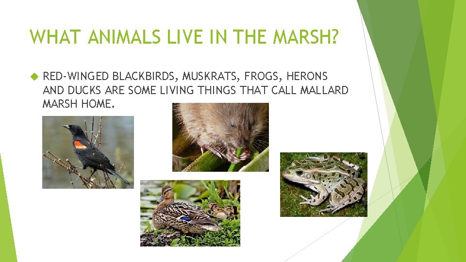 WHAT ANIMALS LIVE IN THE MARSH? RED-WINGED BLACKBIRDS, MUSKRATS, FROGS, HERONS AND DUCKS ARE