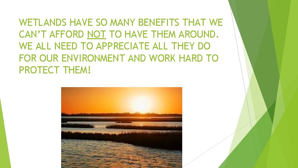 WETLANDS HAVE SO MANY BENEFITS THAT WE CAN’T AFFORD NOT TO HAVE THEM AROUND.