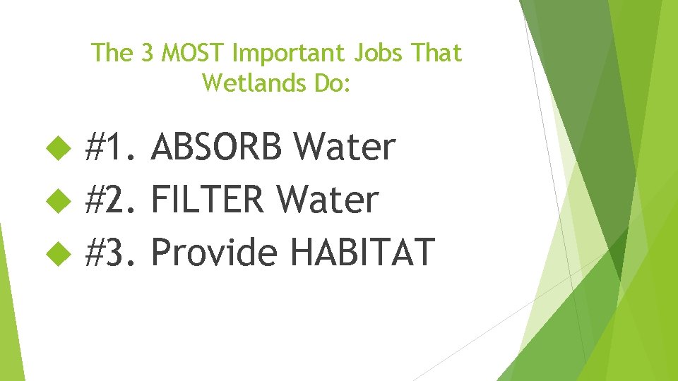 The 3 MOST Important Jobs That Wetlands Do: #1. ABSORB Water #2. FILTER Water