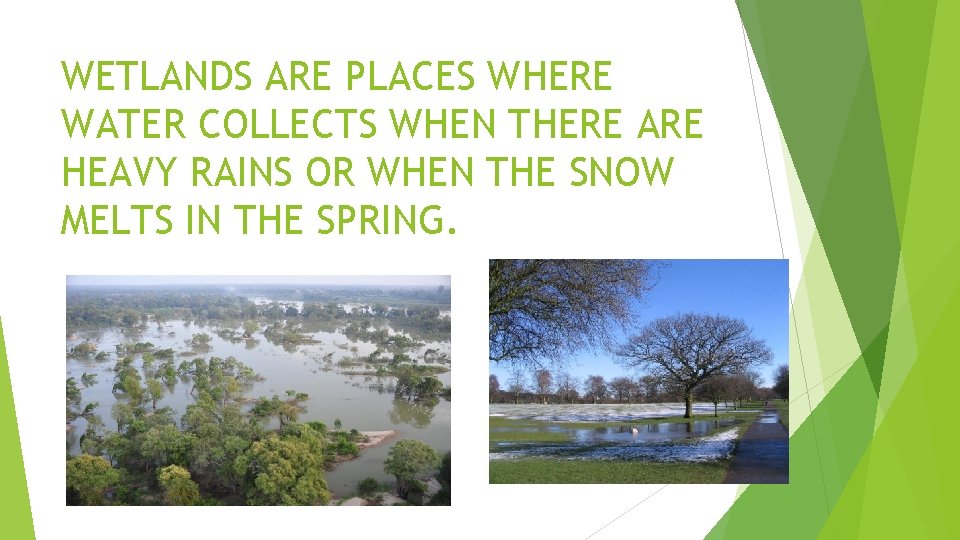 WETLANDS ARE PLACES WHERE WATER COLLECTS WHEN THERE ARE HEAVY RAINS OR WHEN THE