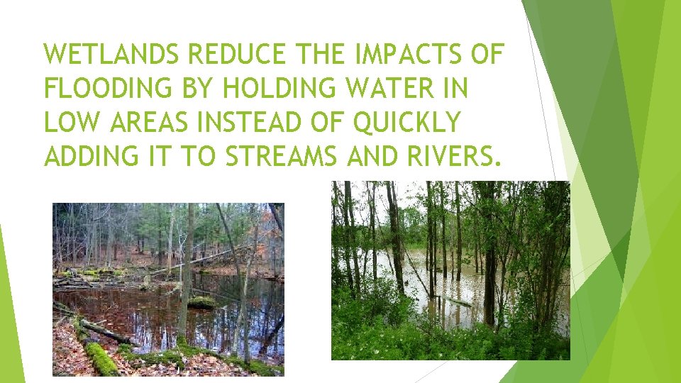 WETLANDS REDUCE THE IMPACTS OF FLOODING BY HOLDING WATER IN LOW AREAS INSTEAD OF