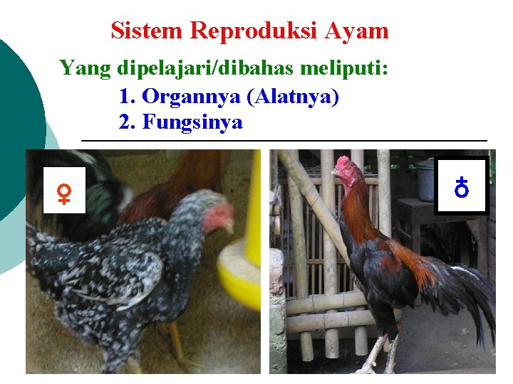 Sistem Reproduksi Ayam Yang dipelajari/dibahas meliputi: 1. Organnya (Alatnya) 2. Fungsinya ♁ ♁ 