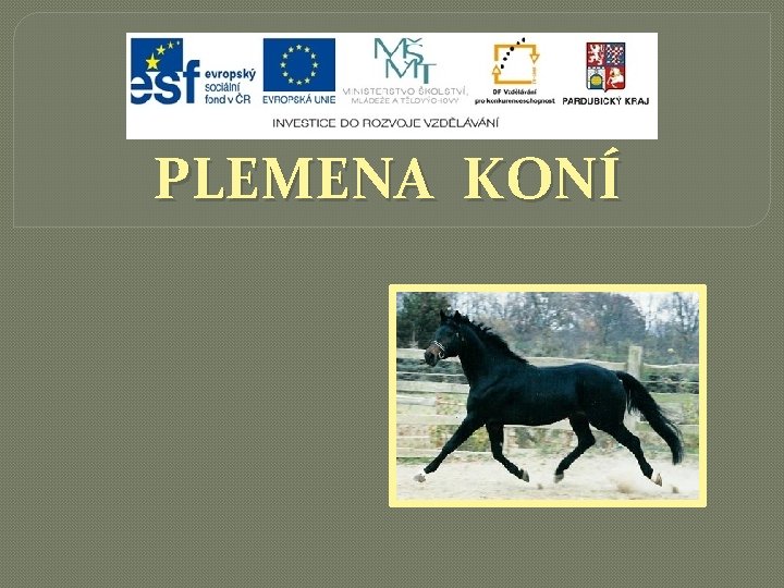 PLEMENA KONÍ 