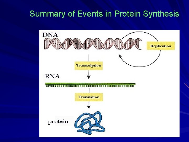 PROTEIN SYNTHESIS TRANSCRIPTION DNA m RNA TRANSLATION m