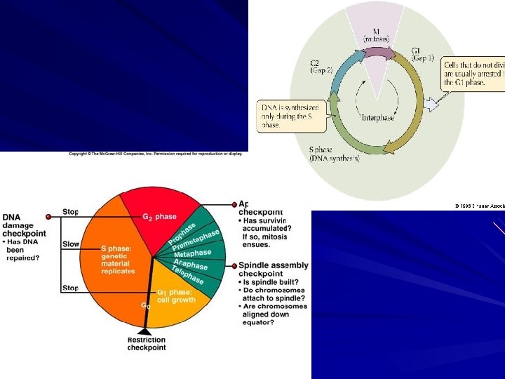 PROTEIN SYNTHESIS TRANSCRIPTION DNA m RNA TRANSLATION m