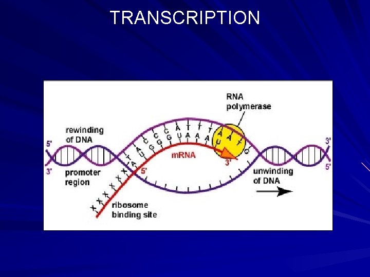 PROTEIN SYNTHESIS TRANSCRIPTION DNA m RNA TRANSLATION m
