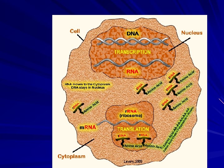 PROTEIN SYNTHESIS TRANSCRIPTION DNA m RNA TRANSLATION m