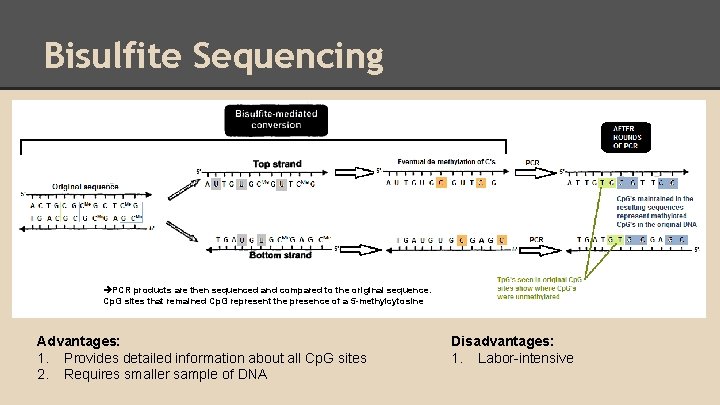 Bisulfite Sequencing PCR products are then sequenced and compared to the original sequence. Cp.