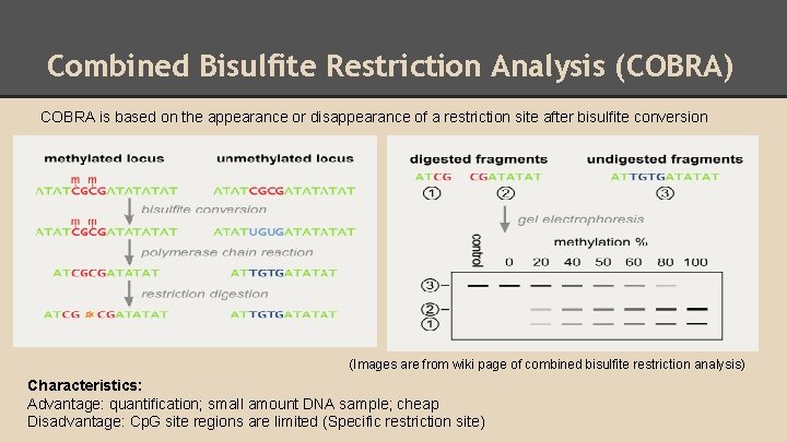 Combined Bisulfite Restriction Analysis (COBRA) COBRA is based on the appearance or disappearance of