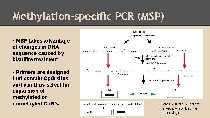 Methylation-specific PCR (MSP) • MSP takes advantage of changes in DNA sequence caused by