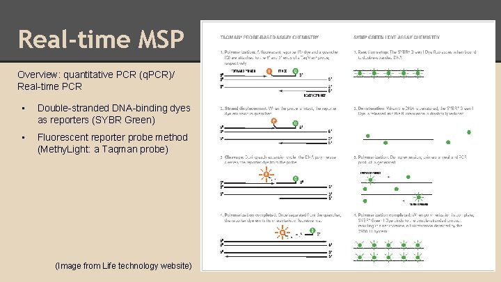 Real-time MSP Overview: quantitative PCR (q. PCR)/ Real-time PCR • Double-stranded DNA-binding dyes as
