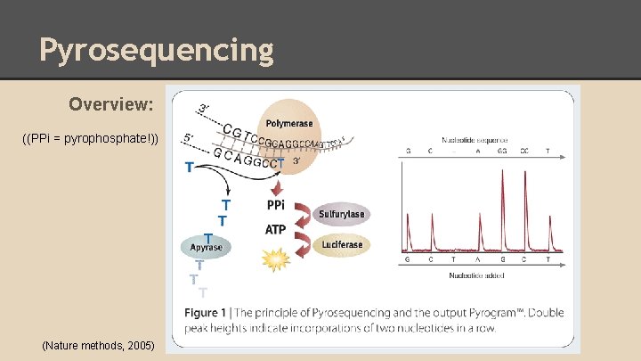 Pyrosequencing Overview: ((PPi = pyrophosphate!)) (Nature methods, 2005) 