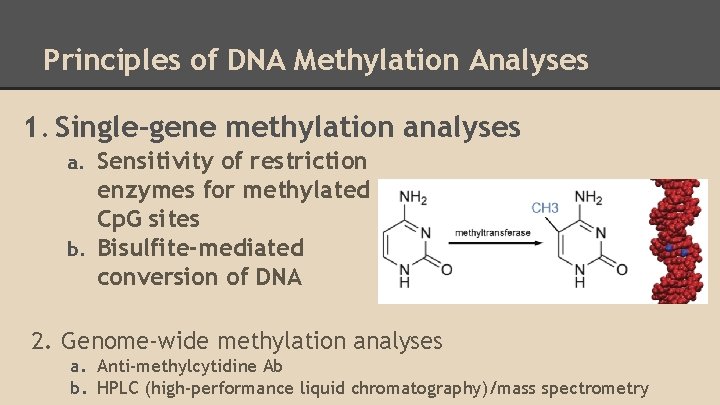 Principles of DNA Methylation Analyses 1. Single-gene methylation analyses Sensitivity of restriction enzymes for