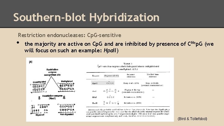 Southern-blot Hybridization Restriction endonucleases: Cp. G-sensitive • the majority are active on Cp. G