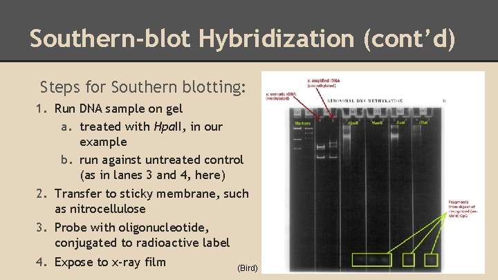 Southern-blot Hybridization (cont’d) Steps for Southern blotting: 1. Run DNA sample on gel a.