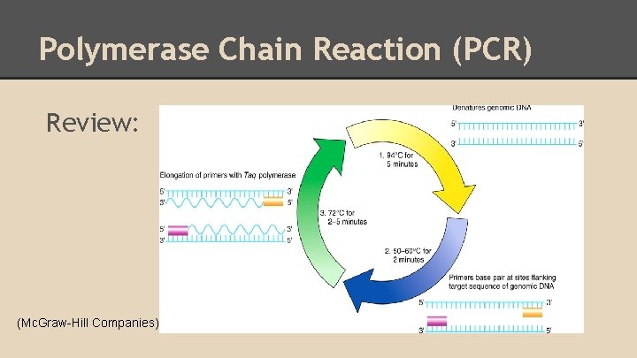 Polymerase Chain Reaction (PCR) Review: (Mc. Graw-Hill Companies) 