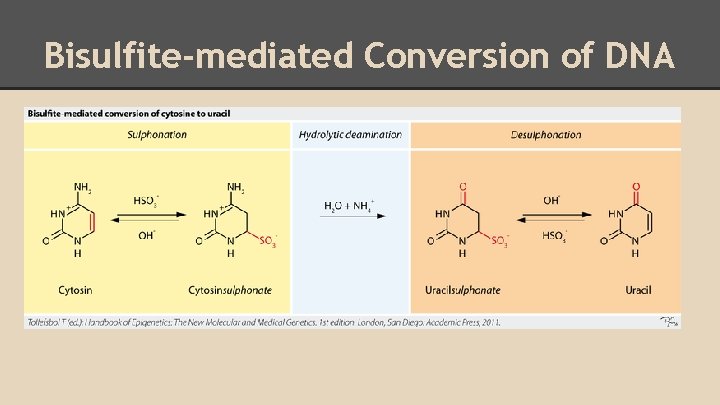 Bisulfite-mediated Conversion of DNA 