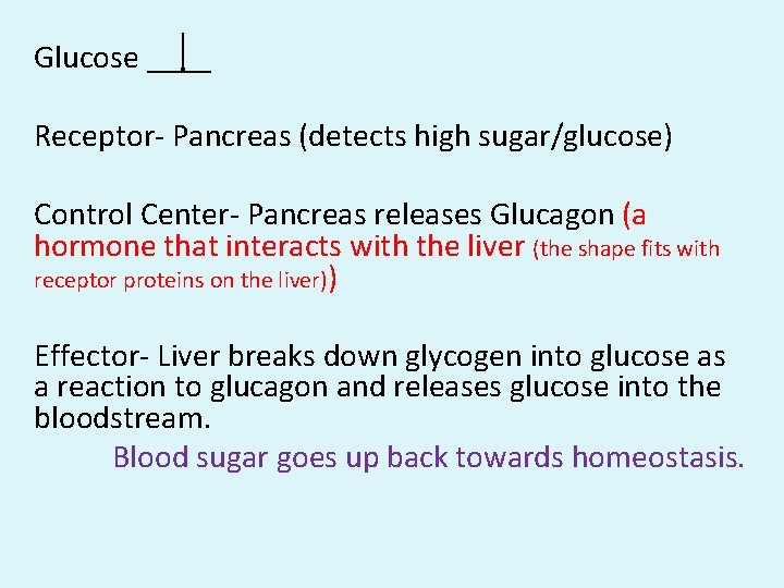 Glucose ____ Receptor- Pancreas (detects high sugar/glucose) Control Center- Pancreas releases Glucagon (a hormone