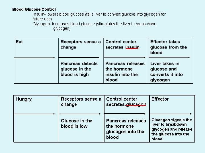 Blood Glucose Control Insulin- lowers blood glucose (tells liver to convert glucose into glycogen