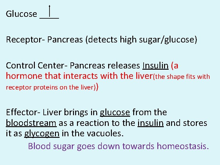 Glucose ____ Receptor- Pancreas (detects high sugar/glucose) Control Center- Pancreas releases Insulin (a hormone