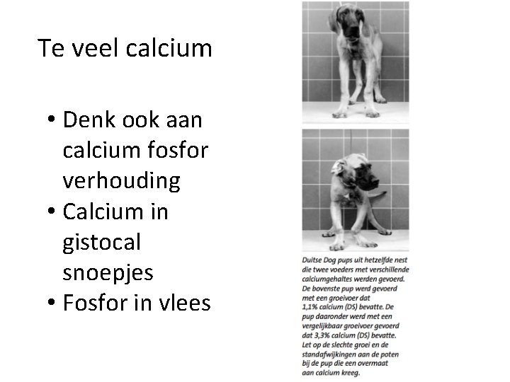 Te veel calcium • Denk ook aan calcium fosfor verhouding • Calcium in gistocal