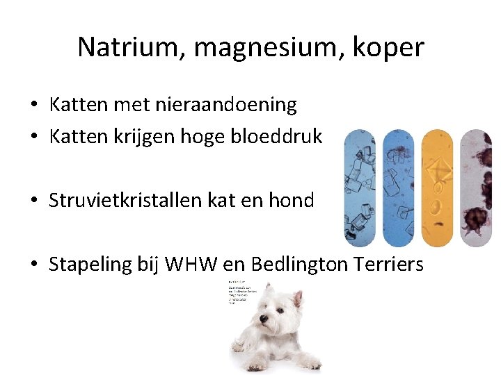 Natrium, magnesium, koper • Katten met nieraandoening • Katten krijgen hoge bloeddruk • Struvietkristallen