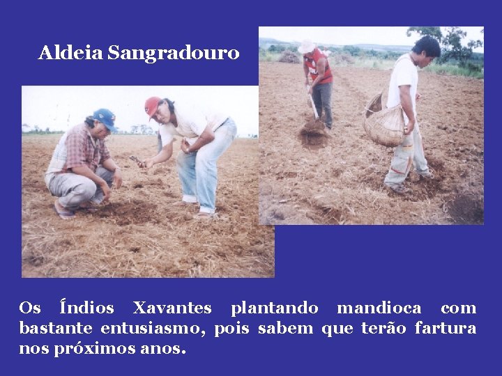 Aldeia Sangradouro Os Índios Xavantes plantando mandioca com bastante entusiasmo, pois sabem que terão