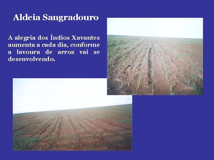 Aldeia Sangradouro A alegria dos Índios Xavantes aumenta a cada dia, conforme a lavoura