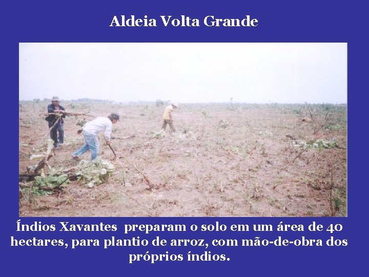 Aldeia Volta Grande Índios Xavantes preparam o solo em um área de 40 hectares,