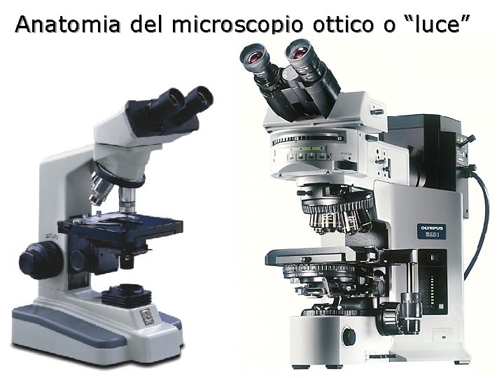 Anatomia del microscopio ottico o “luce” 