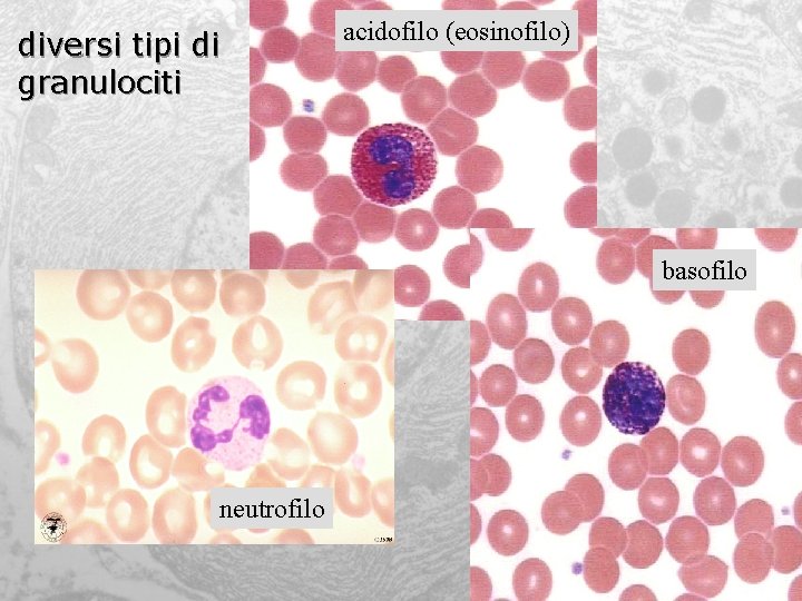 diversi tipi di granulociti acidofilo (eosinofilo) basofilo neutrofilo 