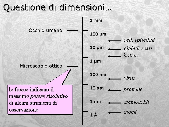 Questione di dimensioni… 1 mm Occhio umano 100 µm 10 µm Microscopio ottico 1