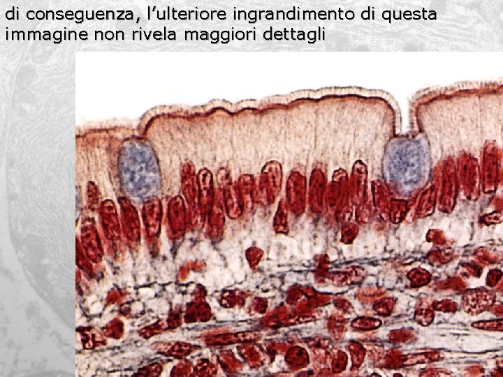 di conseguenza, l’ulteriore ingrandimento di questa immagine non rivela maggiori dettagli 