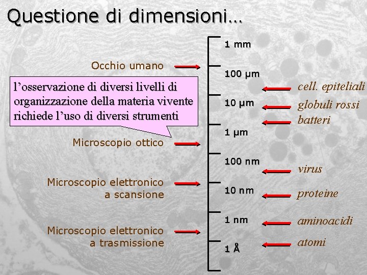 Questione di dimensioni… 1 mm Occhio umano l’osservazione di diversi livelli di organizzazione della