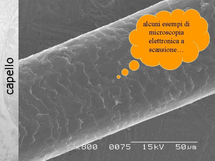 capello alcuni esempi di microscopia elettronica a scansione… 