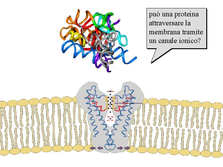 può una proteina attraversare la membrana tramite un canale ionico? 