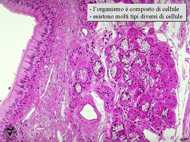 - l’organismo è composto di cellule immagine istologica - esistono molti tipi diversi di