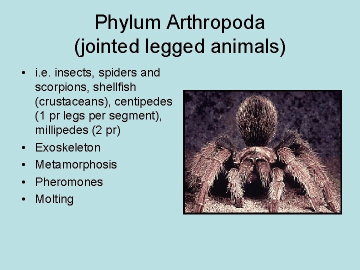 Phylum Arthropoda (jointed legged animals) • i. e. insects, spiders and scorpions, shellfish (crustaceans),