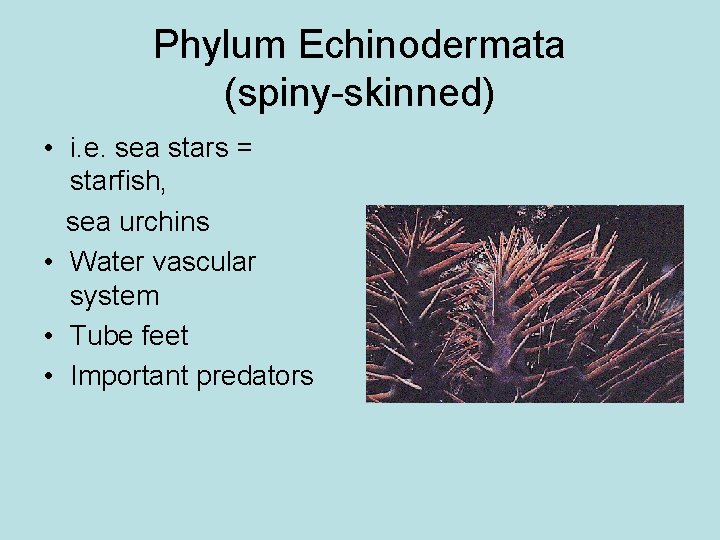 Phylum Echinodermata (spiny-skinned) • i. e. sea stars = starfish, sea urchins • Water