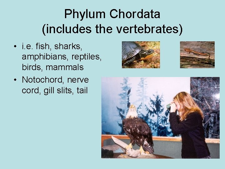 Phylum Chordata (includes the vertebrates) • i. e. fish, sharks, amphibians, reptiles, birds, mammals
