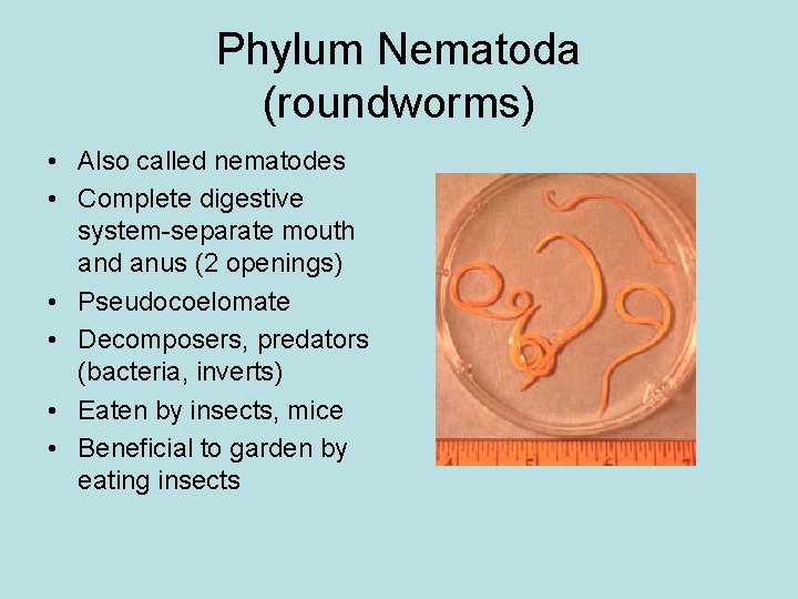 Phylum Nematoda (roundworms) • Also called nematodes • Complete digestive system-separate mouth and anus