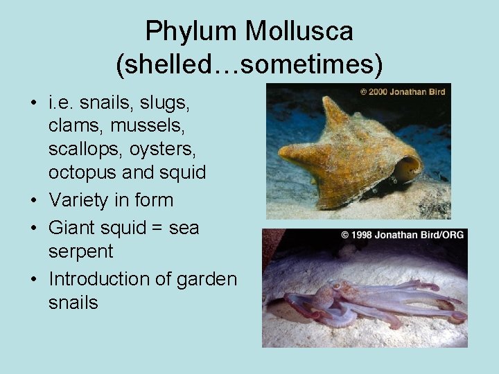 Phylum Mollusca (shelled…sometimes) • i. e. snails, slugs, clams, mussels, scallops, oysters, octopus and