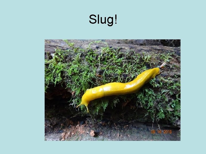 Slug! 