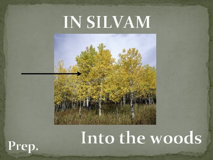IN SILVAM Prep. Into the woods 