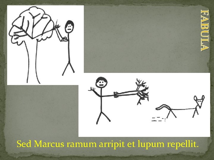 FABULA Sed Marcus ramum arripit et lupum repellit. 
