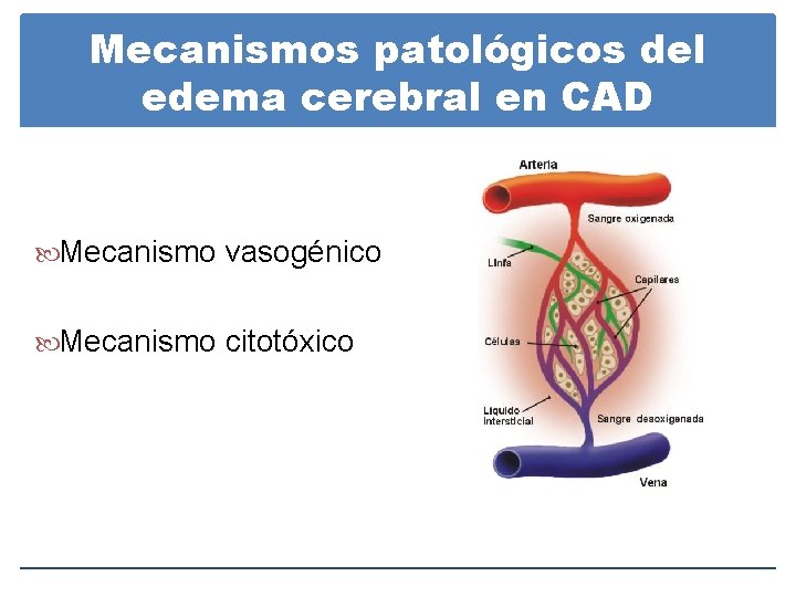 Mecanismos patológicos del edema cerebral en CAD Mecanismo vasogénico Mecanismo citotóxico Mecanismos patológicos del edema cerebral en CAD Mecanismo vasogénico Mecanismo citotóxico