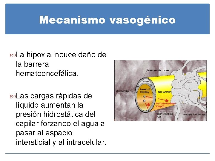 Mecanismo vasogénico La hipoxia induce daño de la barrera hematoencefálica. Las cargas rápidas de Mecanismo vasogénico La hipoxia induce daño de la barrera hematoencefálica. Las cargas rápidas de